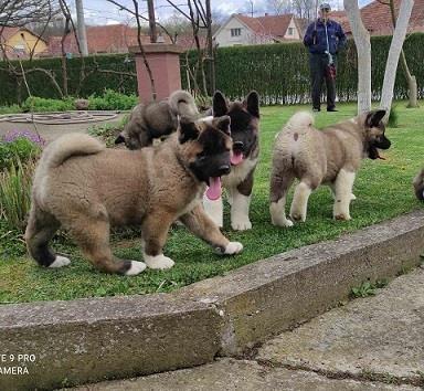 Američka-akita--štenci