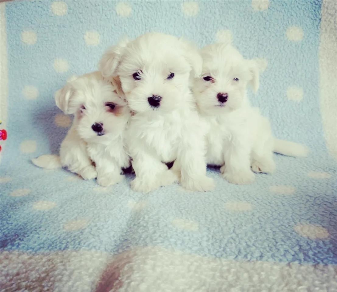 Maltezer-mini