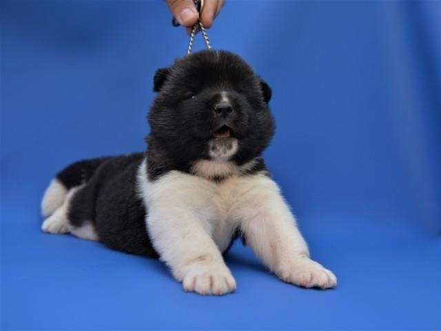 Američka-akita-štenci