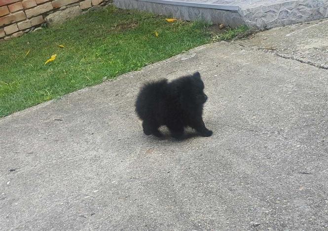 Pom dečak i devojčica