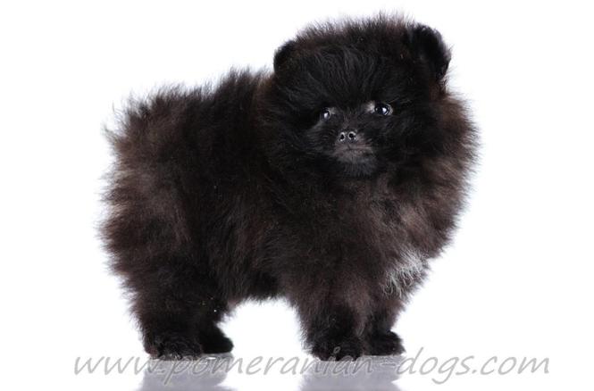 Pomeranac Boo stenci