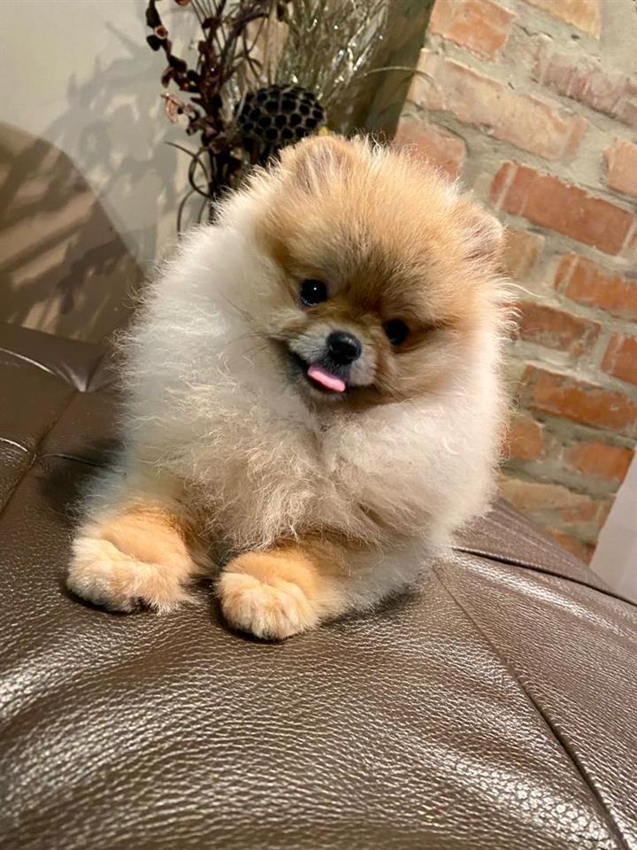 Pomeranac