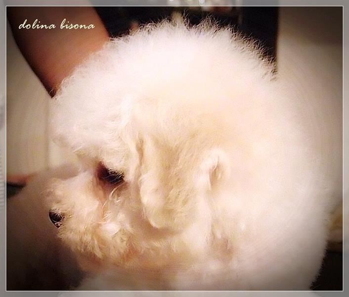 Bichon-Frise-