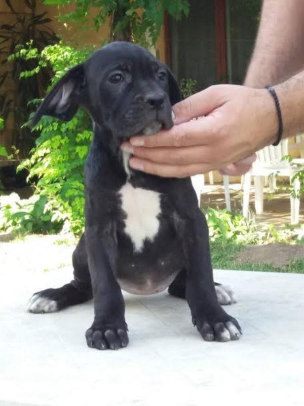Cane-Corso--prelepa-ženkica