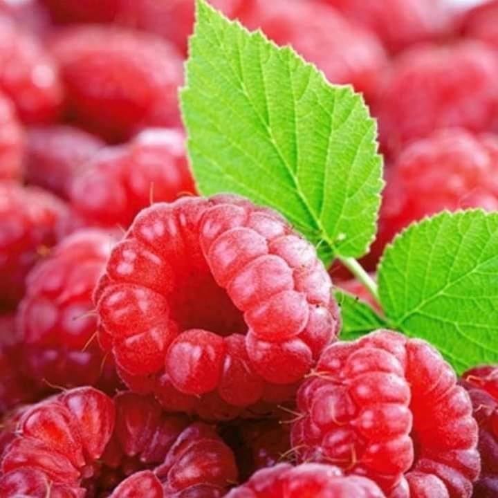 Posao-branje-malina-