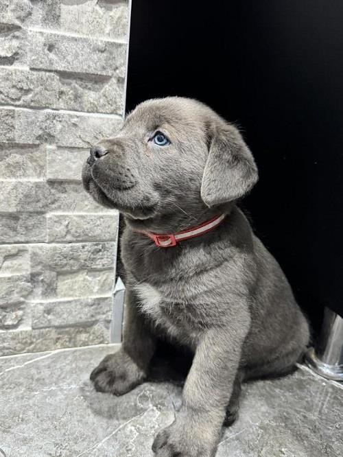 Cane-Corso