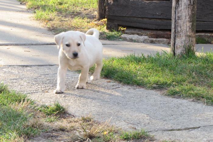 labrador-retriver-stenad-