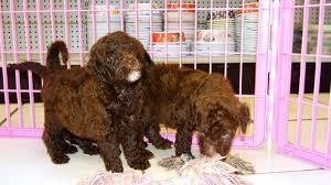 Barbet