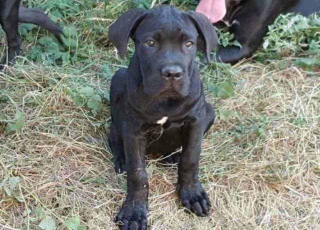 Cane-Corso-stenci