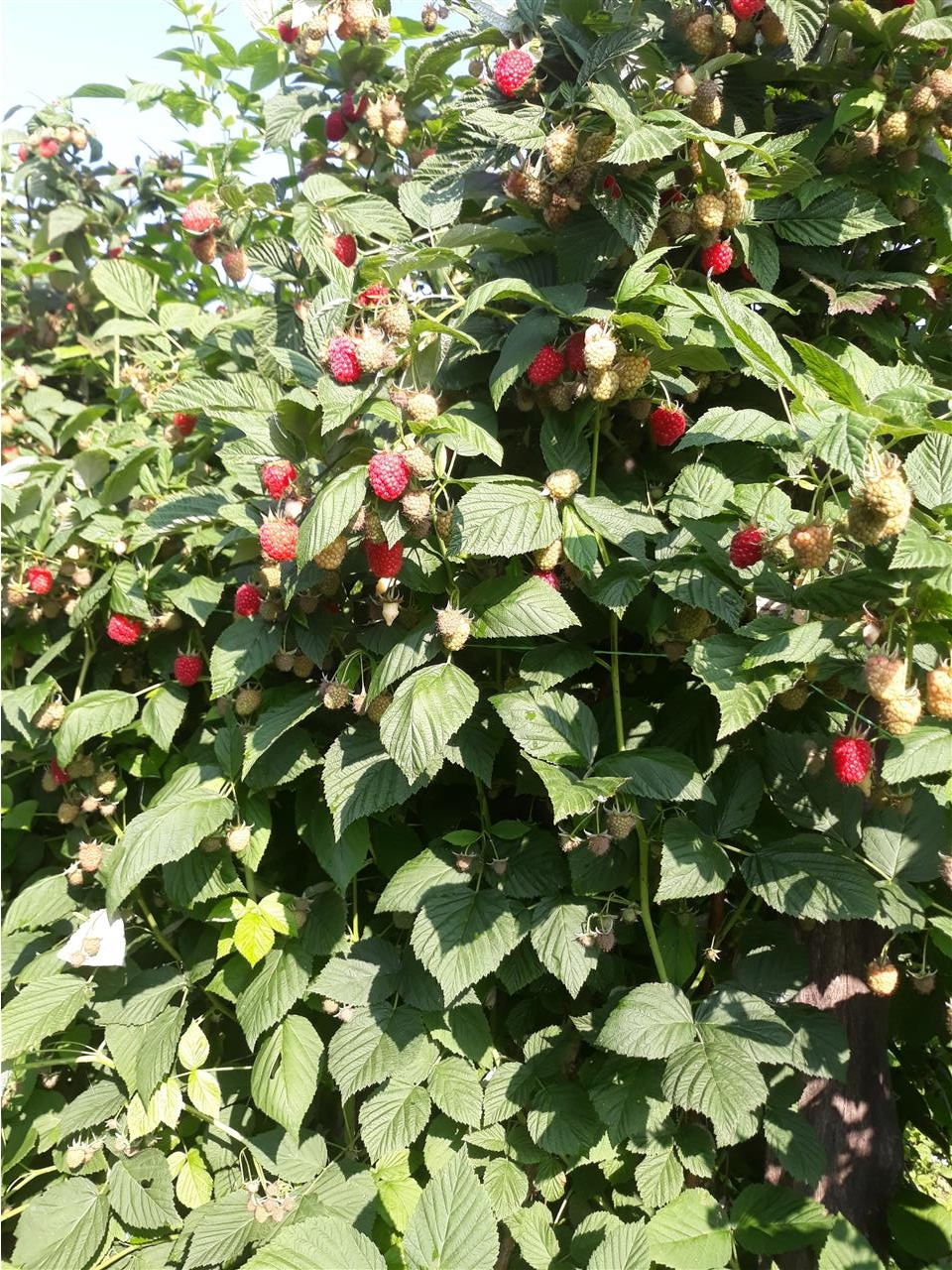 Beraci-maline