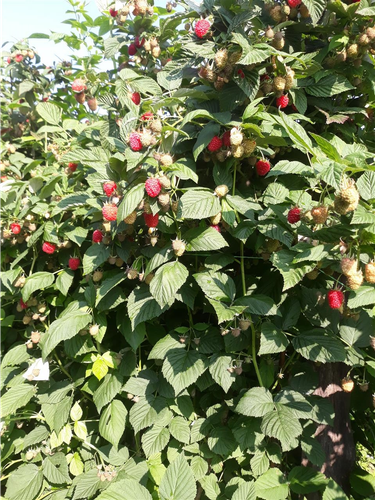 Beraci maline
