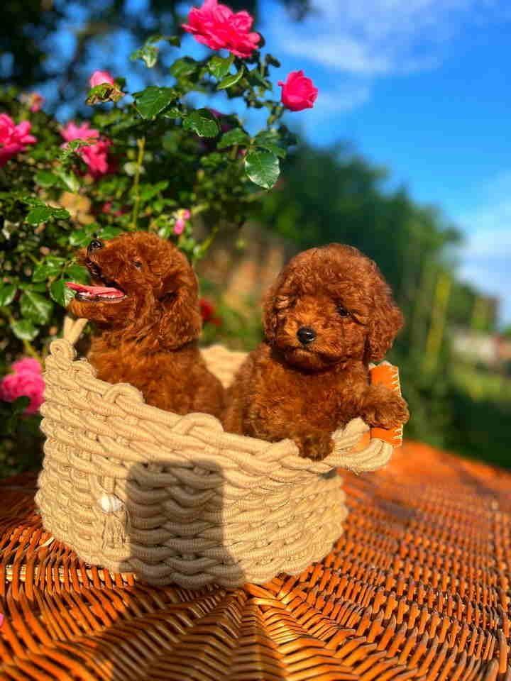 Toy-crvene-pudle-