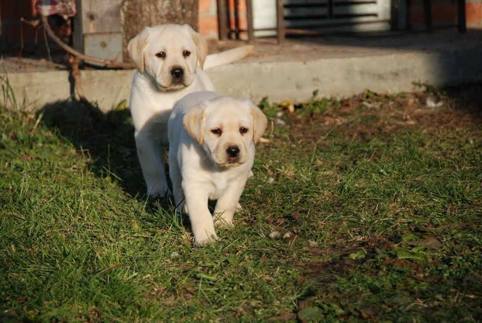 Labrador-stenci-