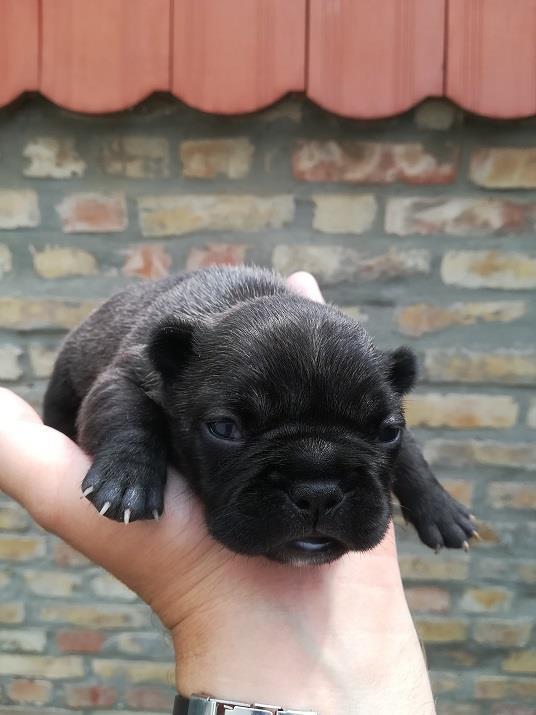 Francuski-buldog--štenci