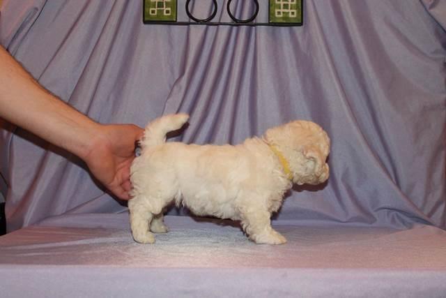 Bichon-Frise-