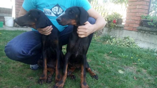 Doberman-stenci