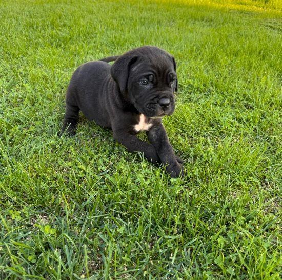 Cane-Corso-štenci