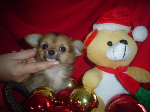 Civava-i-micro-chiuhuahua