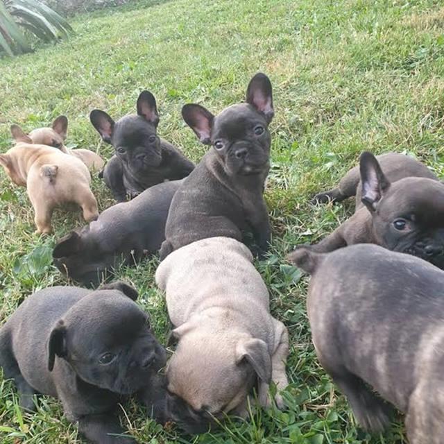 Francuski-buldog