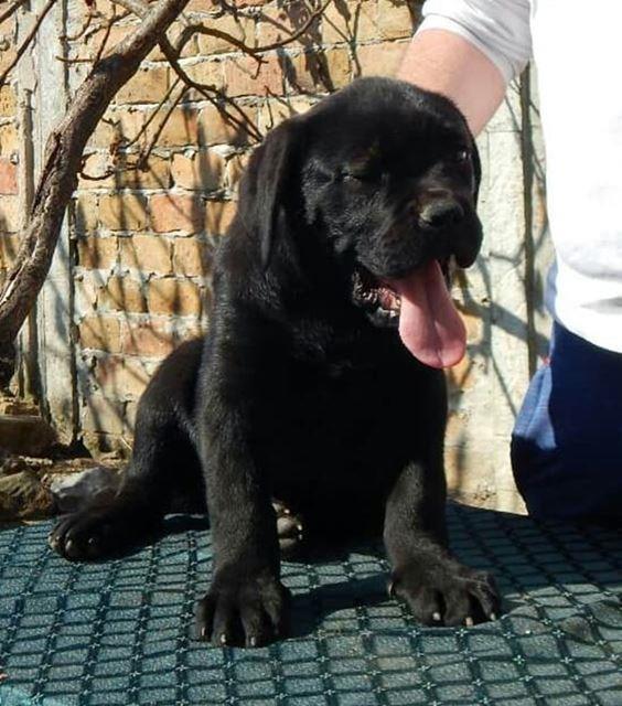Cane-Corso