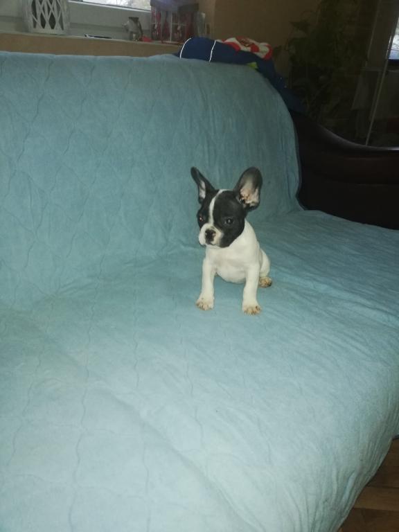 Francuski-buldog-stenad