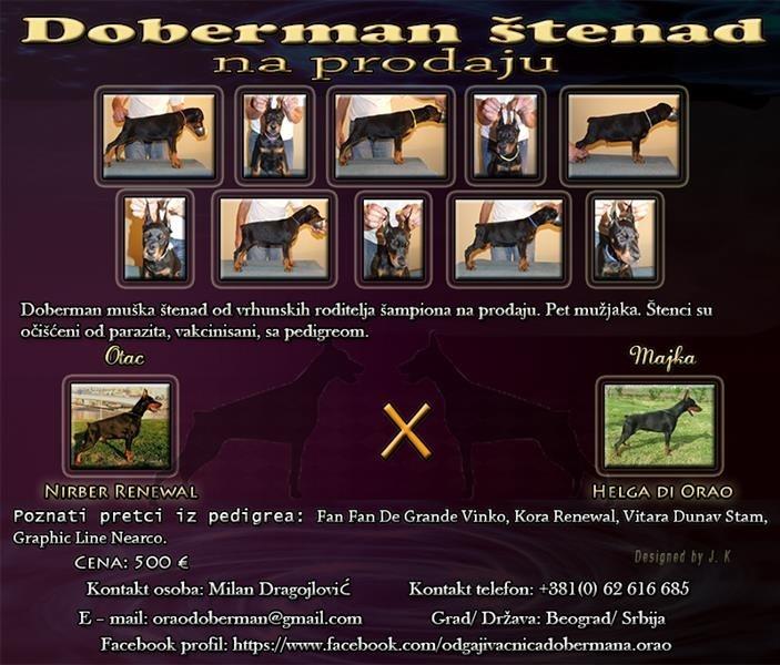 Doberman-muška-štenad