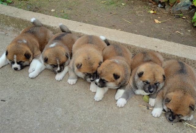 Akita inu stenad 