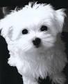 maltese