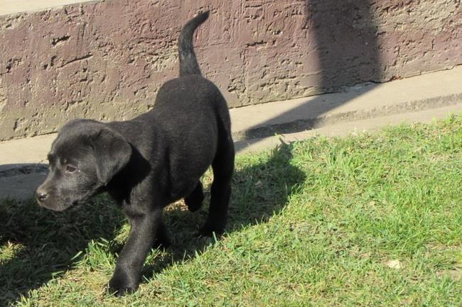 labrador-retriver-stenad