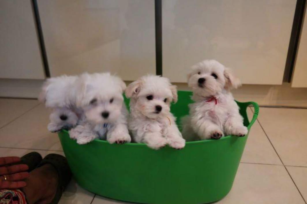 Maltezer