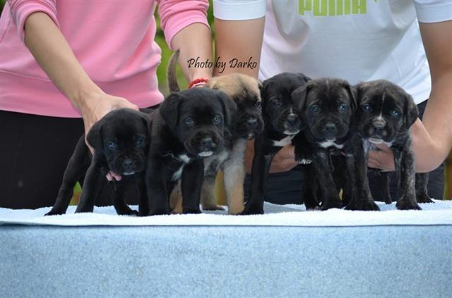Cane Corso