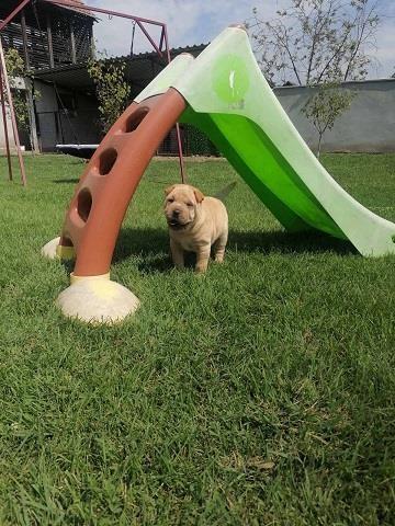 Shar-pei---šar-pej-štenci