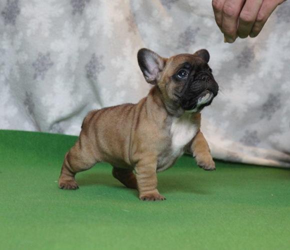 Francuski buldog stenci 