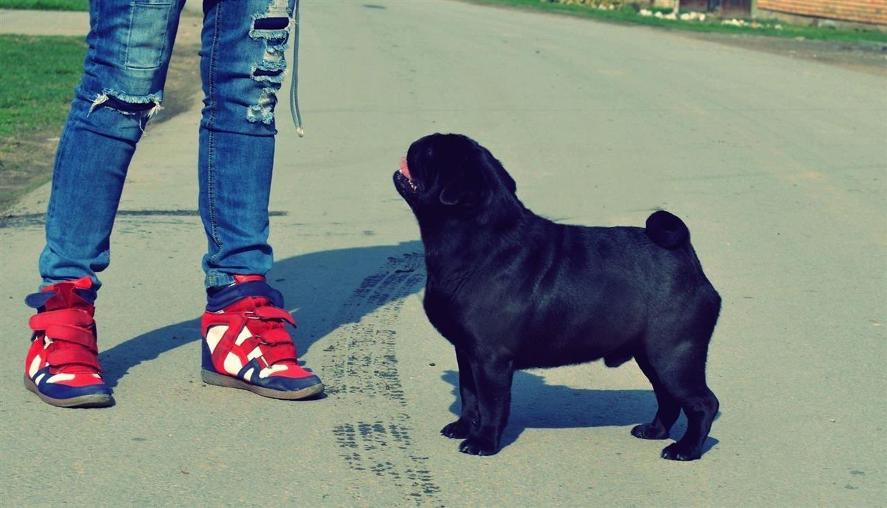 Mops-štenci-na-prodaju