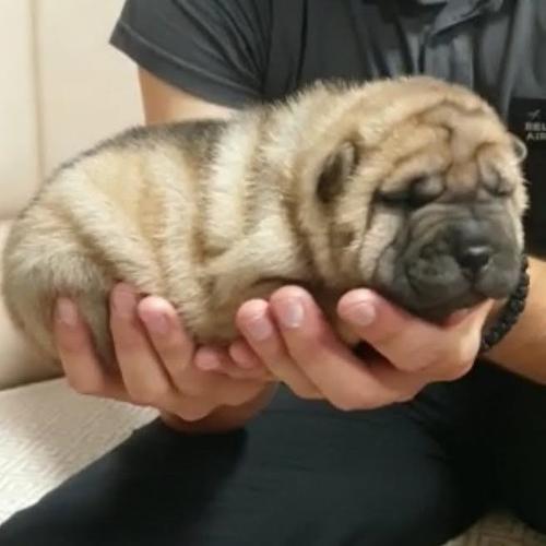Shar Pei stenci 