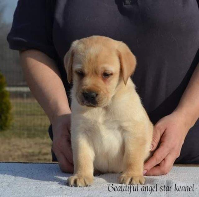 Stenci-LABRADOR-RETRIVERA