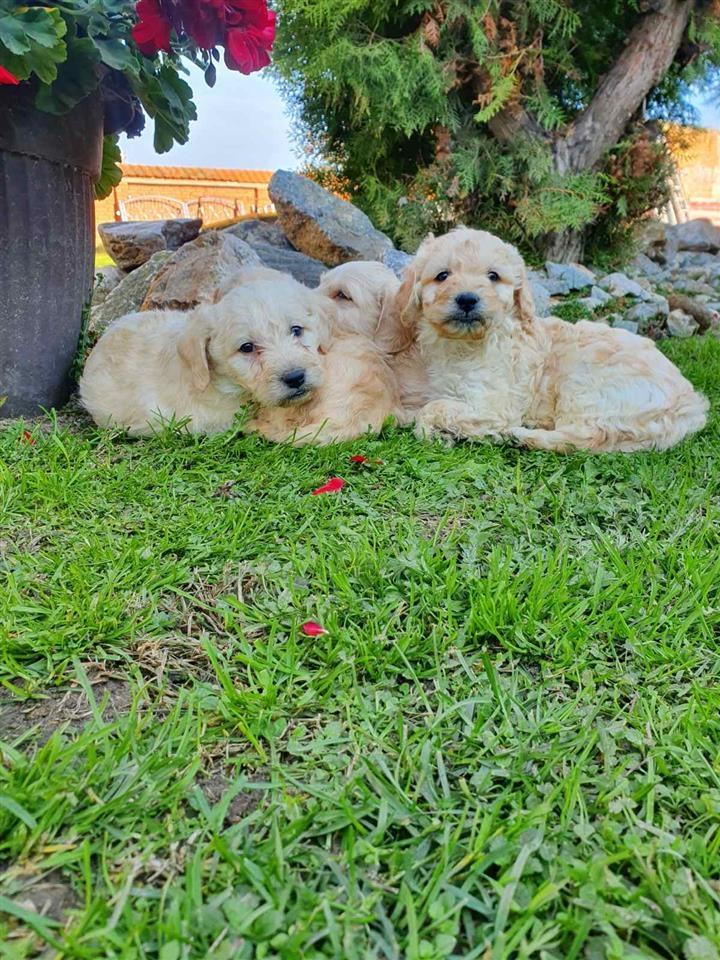 Goldendoodle-štenci