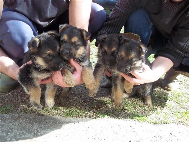 Kucici-nemackog-ovcara