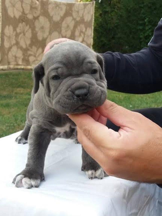 Cane-Corso---muški-štenci