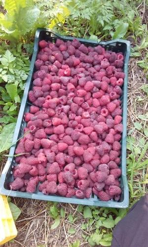 Potrebni beraci maline
