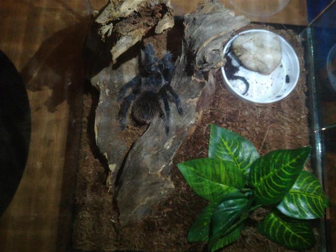 Lasiodora