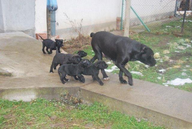 Cane-Corso-stenci