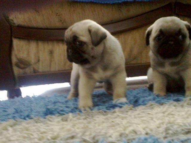 Mops-stenad