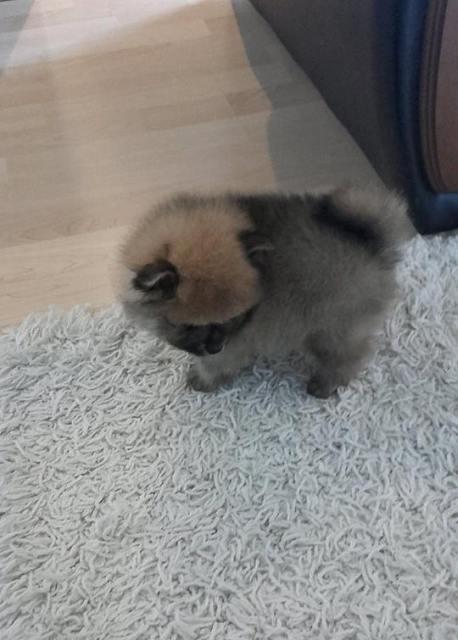 Pomeranski-spic
