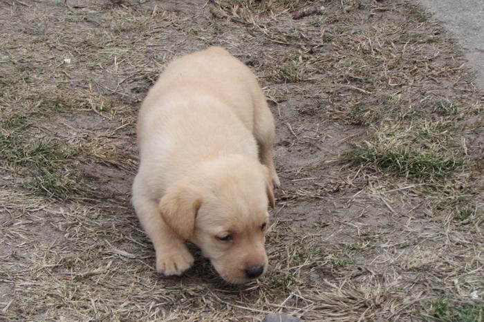 Labrador-retriver-stenad