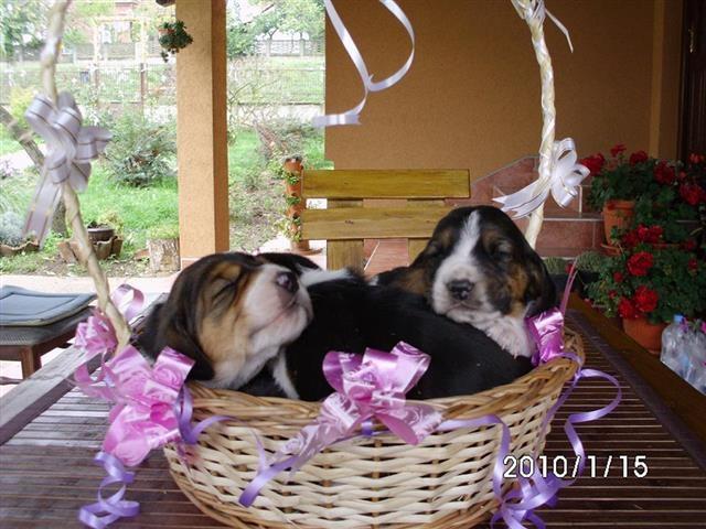 Basset-Hound-baset