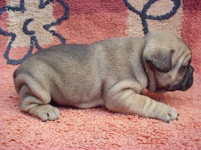 Francuski-buldog-stenad