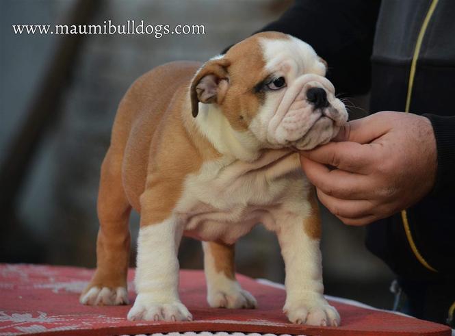 Engleski Buldog
