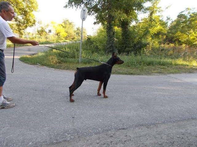 DOBERMANE-od-11-meseci