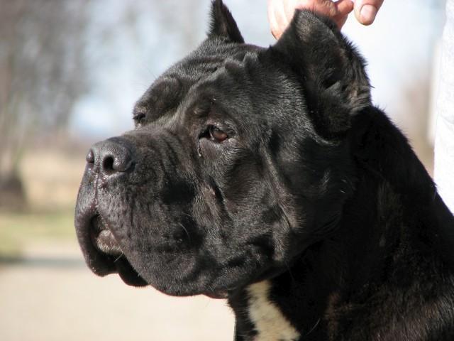 Cane-corso-slobodan-za-parenje